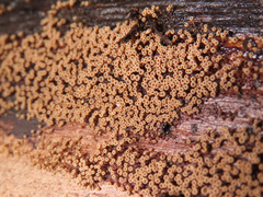 Merismodes connivens