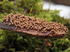 Merismodes connivens