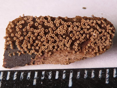 Merismodes connivens