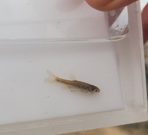 Chinese bleak (Aphyocypris chinensis) — Cyprinidae