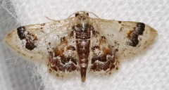 Idaea asceta