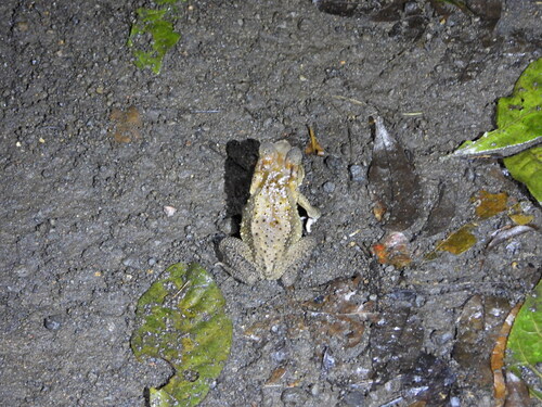 Ingerophrynus celebensis