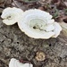 Gilled Polypore from Parson Point Trail, Smyrna, DE, US on February 21, 2026 at 04:36 PM by dervogelmann