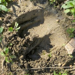 Sus scrofa domesticus