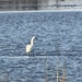 Tundra Swan from Smyrna, DE, US on February 21, 2026 at 04:22 PM by dervogelmann