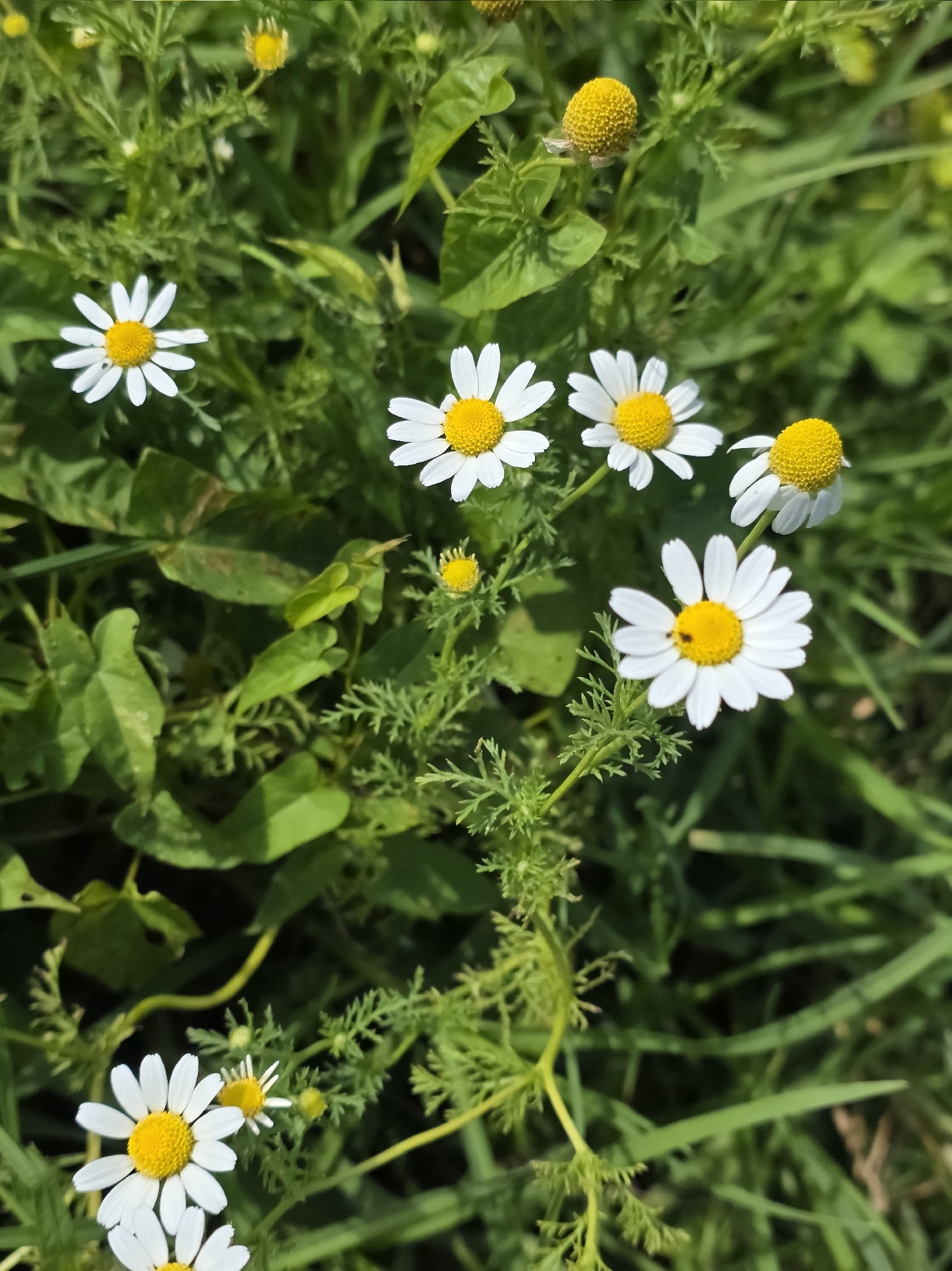Stinking Chamomile (Anthemis cotula)