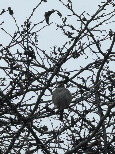 White-throated Sparrow