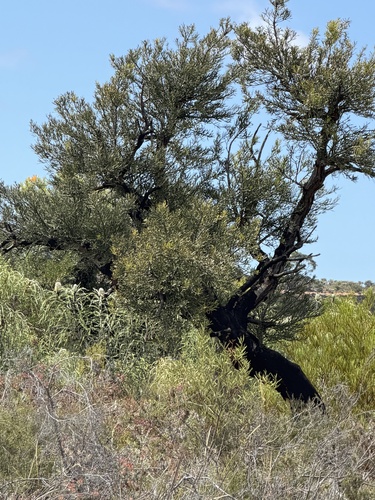 Western Australian Christmas Tree