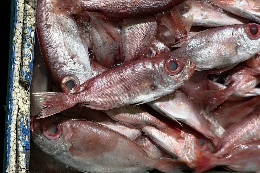 Deepsea bigeye (Priacanthus fitchi) — Priacanthidae