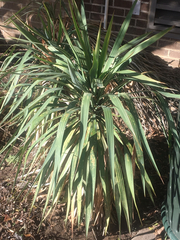 Yucca gloriosa tristis