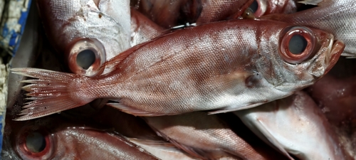 Deepsea bigeye (Priacanthus fitchi) — Priacanthidae