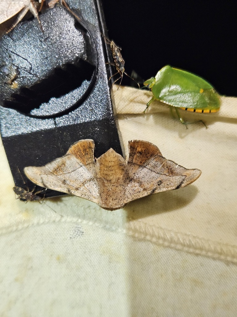 Arcinnus hoedli