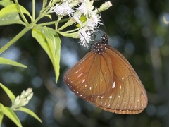 Euploea phaenareta