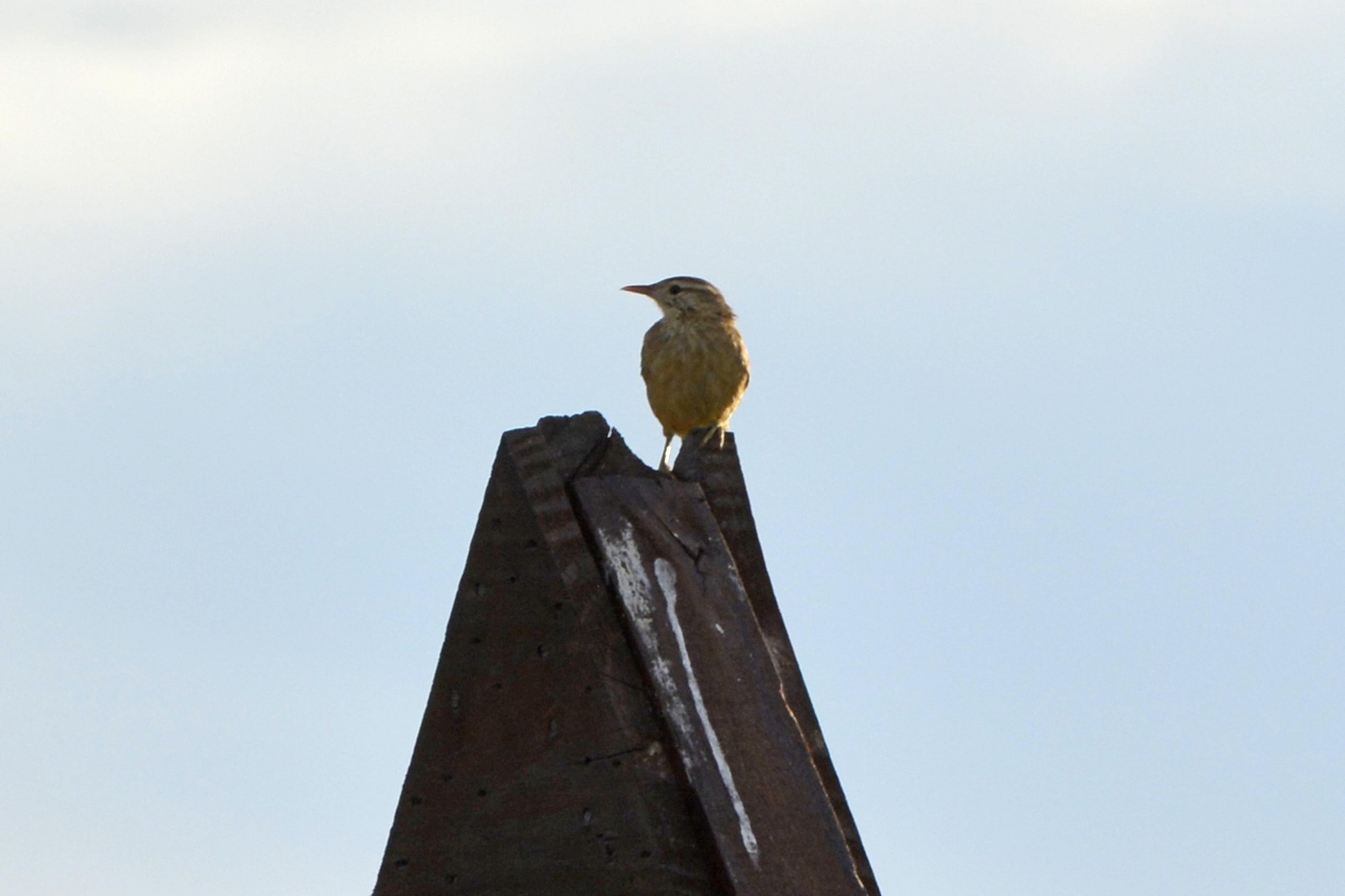 Firewood-gatherer (Anumbius annumbi), photo 8