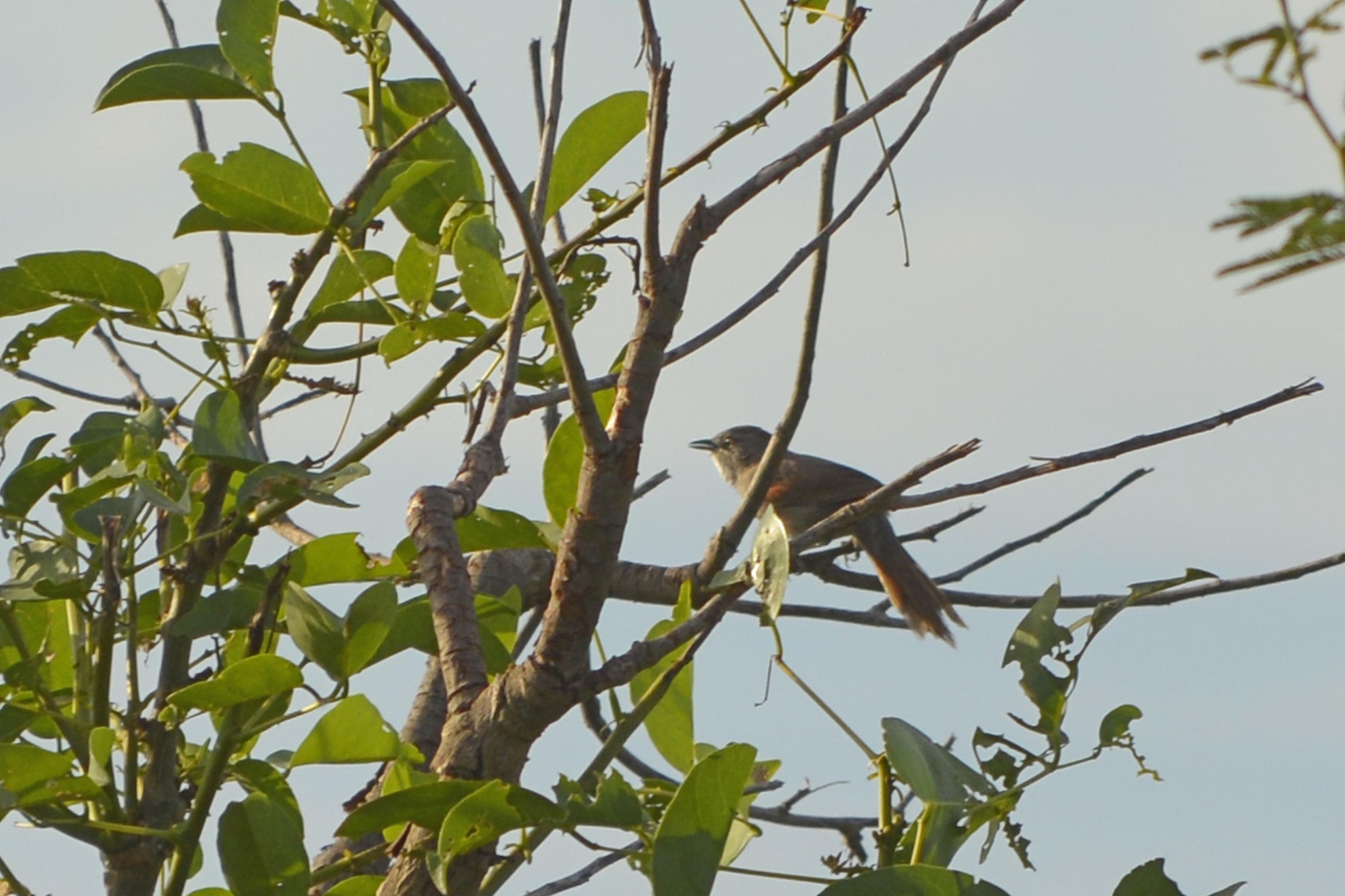 Pale-breasted Spinetail (Synallaxis albescens), photo 9