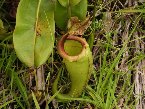 Nepenthes maxima