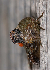 Telamona decorata