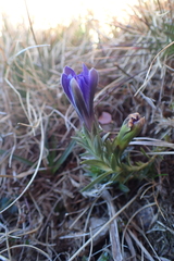 Gentiana pyrenaica