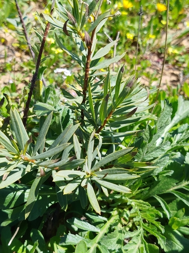 Flax-leaved Daphne