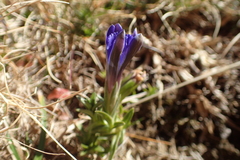 Gentiana pyrenaica