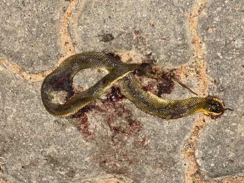 Yellow-bellied Liophis