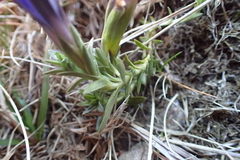 Gentiana pyrenaica