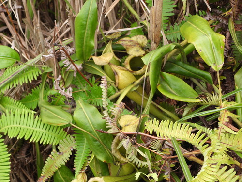 Nepenthes maxima