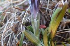 Gentiana pyrenaica