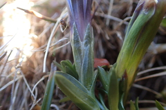Gentiana pyrenaica