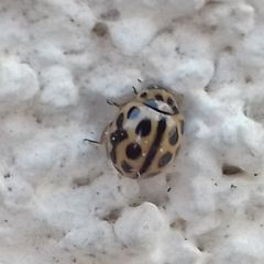 Tytthaspis sedecimpunctata