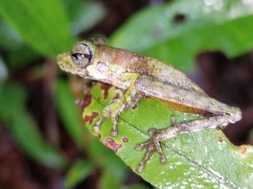Litoria nigropunctata observed 2026-02-22