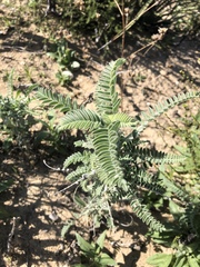 Astragalus brauntonii
