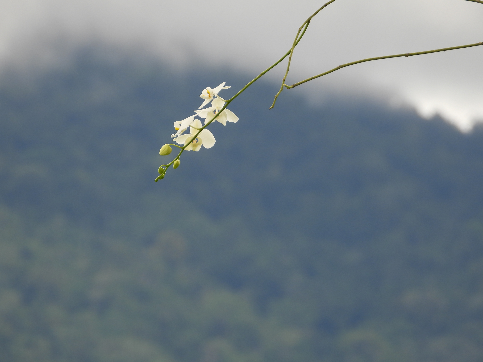 Moth Orchid (Phalaenopsis amabilis)