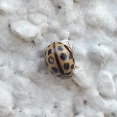 Tytthaspis sedecimpunctata