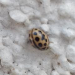 Tytthaspis sedecimpunctata