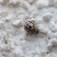 Tytthaspis sedecimpunctata