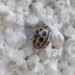 Tytthaspis sedecimpunctata