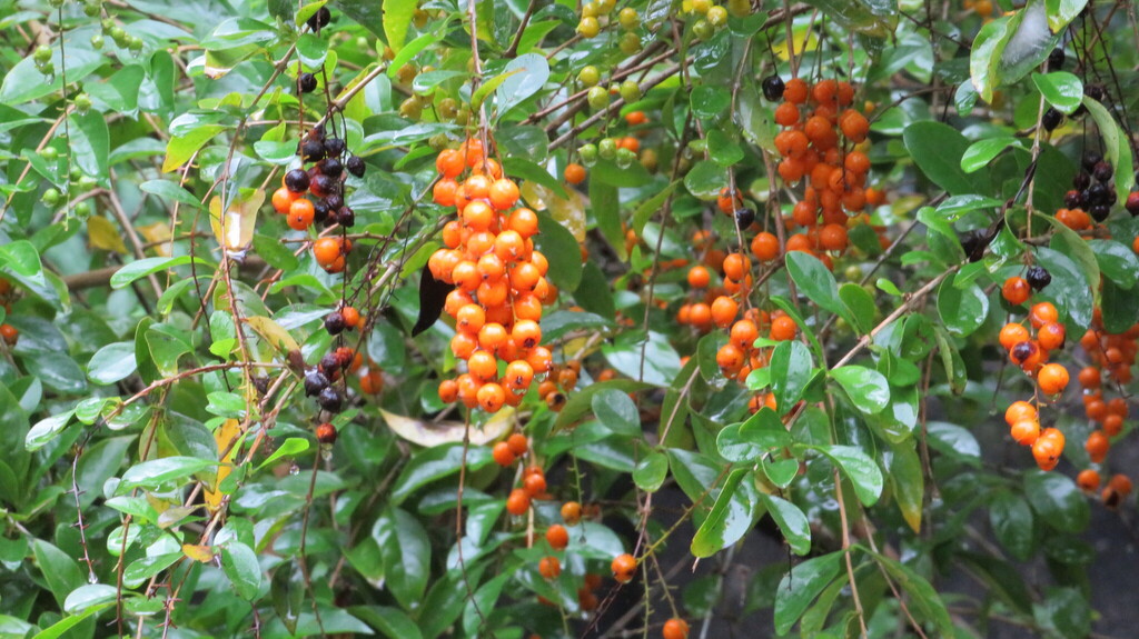 Adonis (Duranta erecta)
