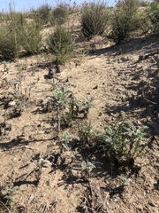 Astragalus brauntonii