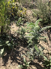 Astragalus brauntonii