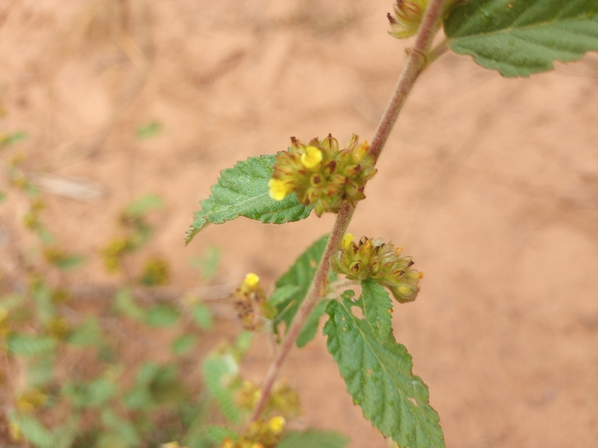 Waltheria indica