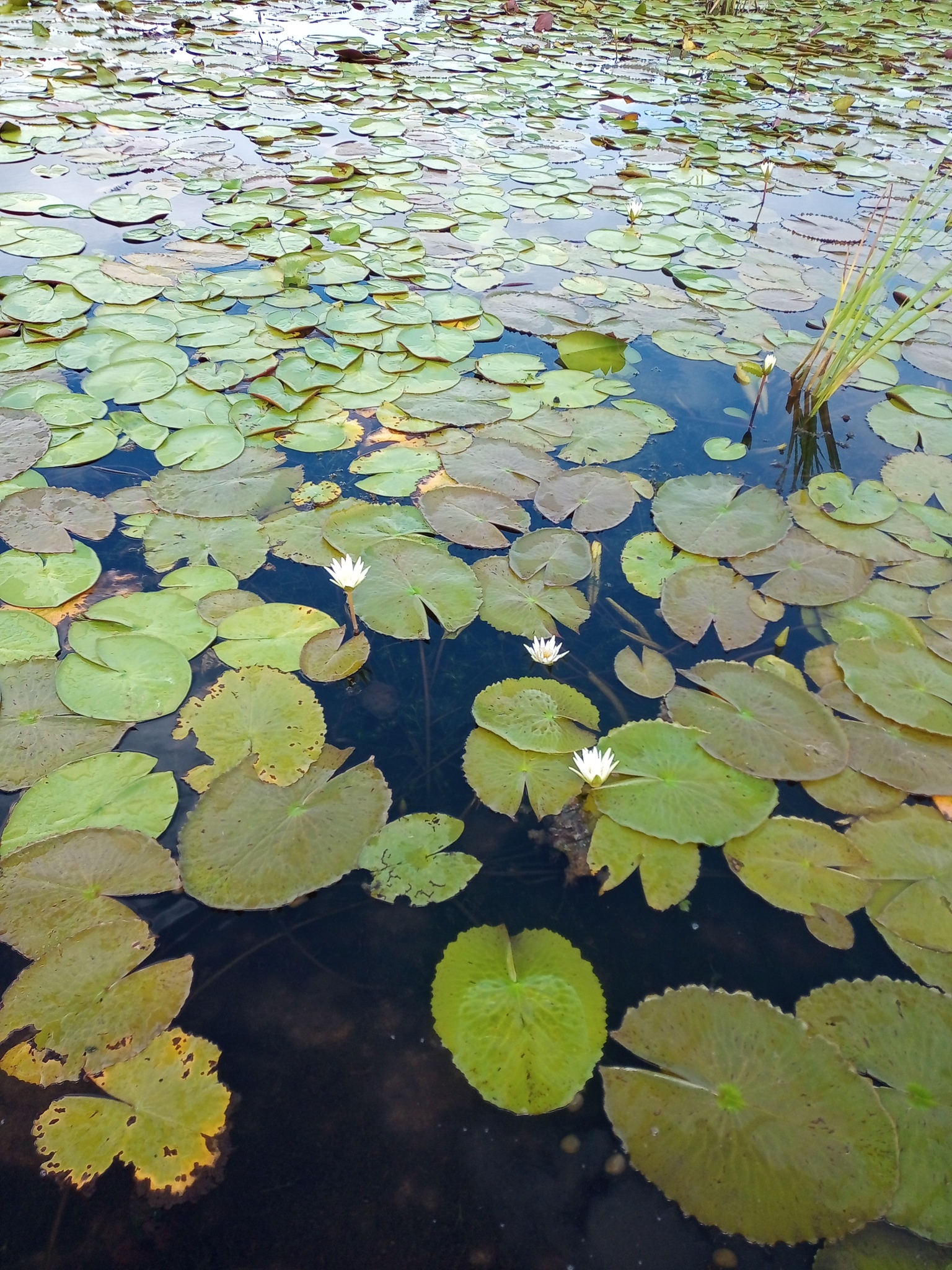 Nymphaea pulchella