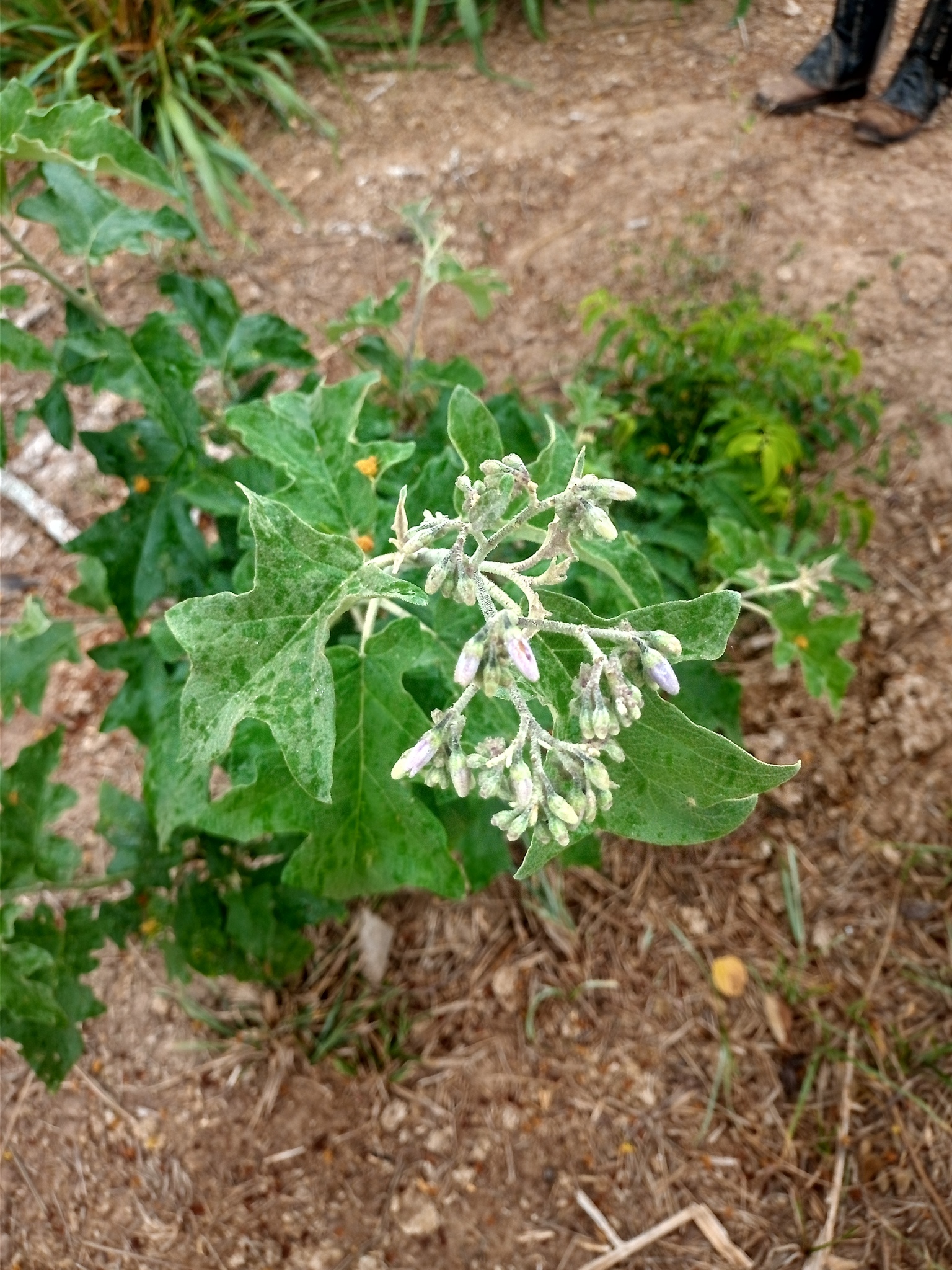 Solanum paniculatum
