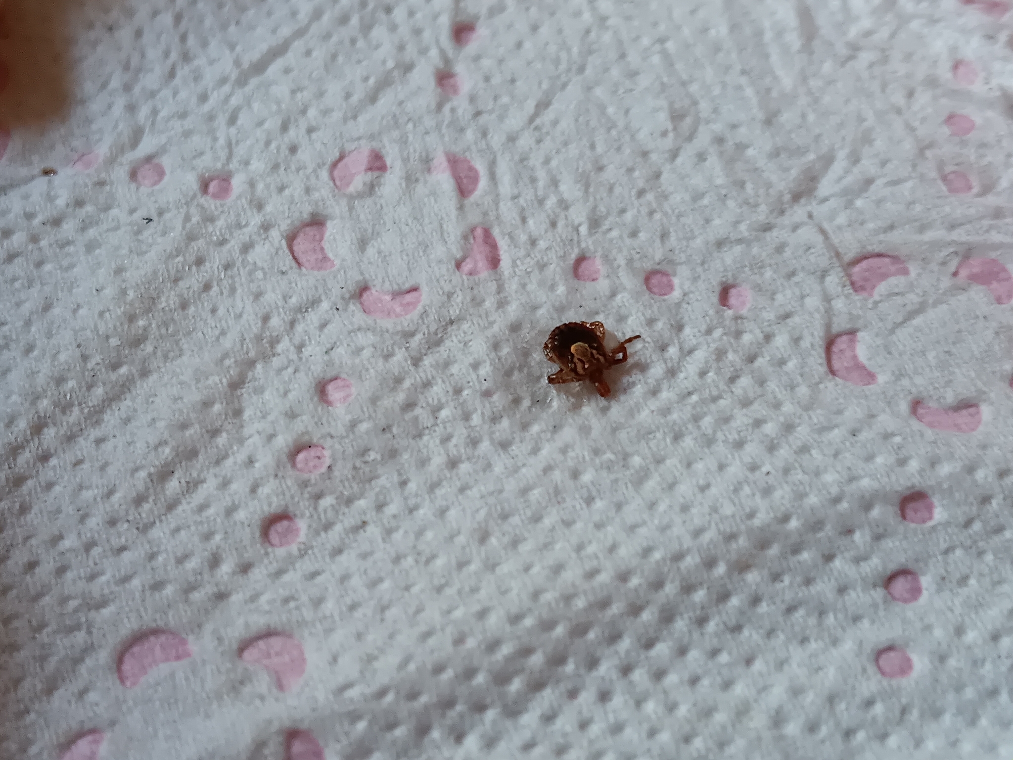 Amblyomma cajennense Fabricius, 1787