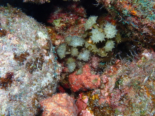 Turbinaria ornata observed 2026-02-12