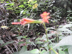 Cuphea appendiculata