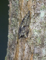 Thelia bimaculata