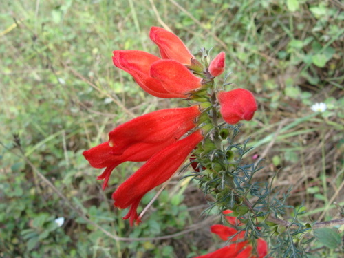 Lamourouxia multifida, photograph 3