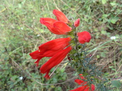 Lamourouxia multifida, photograph (c) Alexis López Hernández, some rights reserved (CC BY)