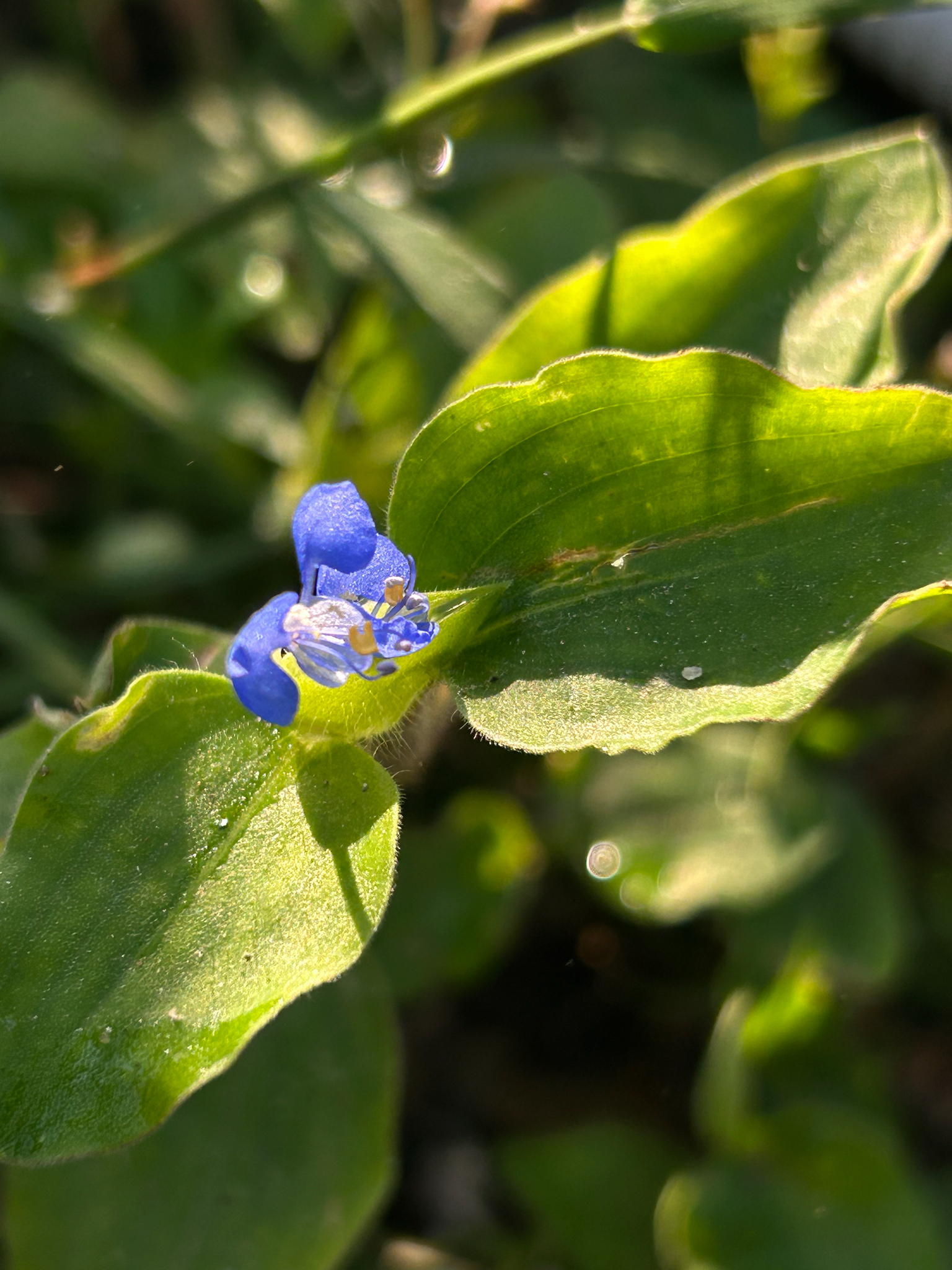 Commelina benghalensis (Commelina benghalensis)